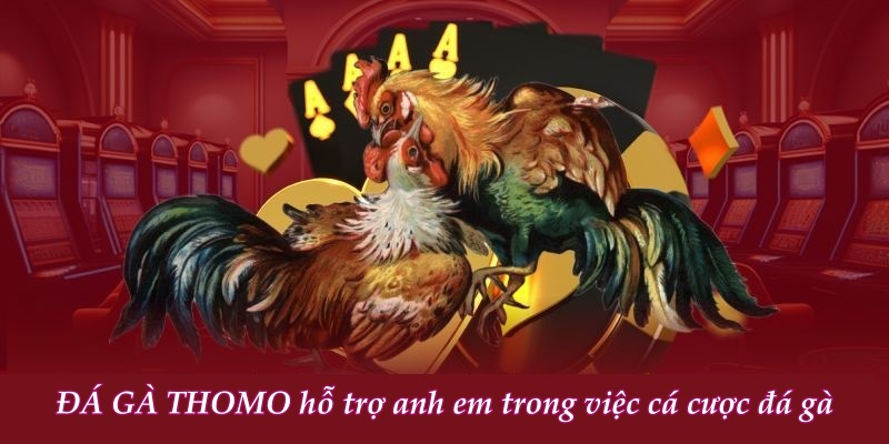 DOME88 đá gà trực tiếp